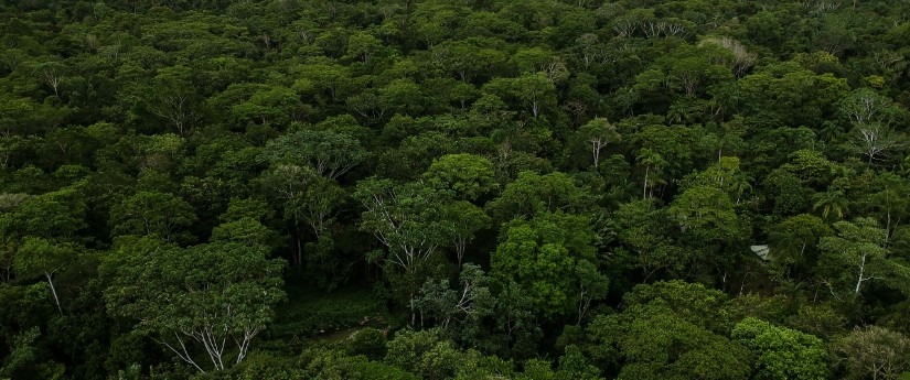 Se reduce y se contiene la deforestación en Colombia durante los últimos cuatro años Se reduce y se contiene la deforestación en Colombia durante los últimos cuatro años