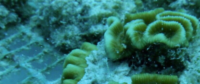 El ministro Correa sembró el fragmento de coral número 400.000 en Providencia El ministro Correa sembró el fragmento de coral número 400.000 en Providencia