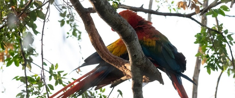 Con medidas efectivas, Colombia celebra hoy el Día Nacional de la Vida Silvestre