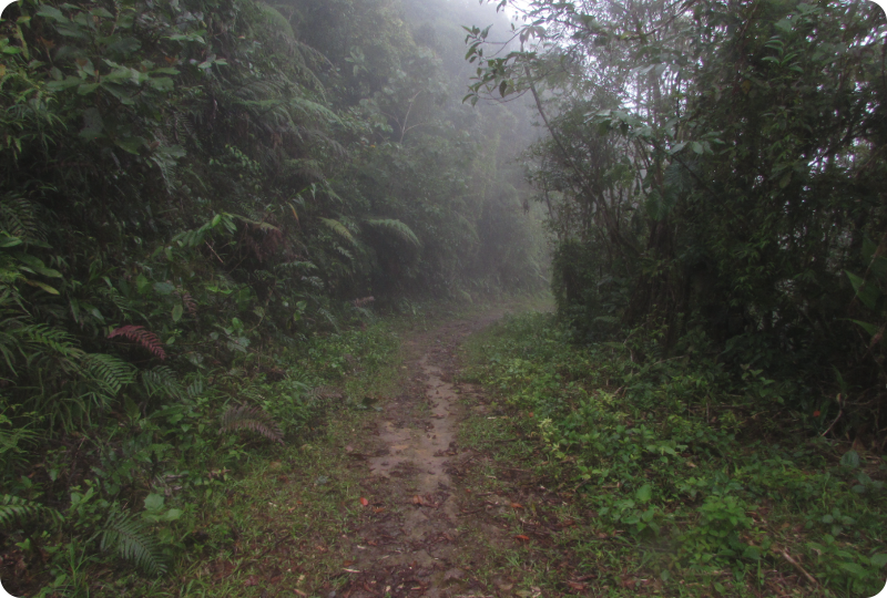 sendero boscoso con neblina