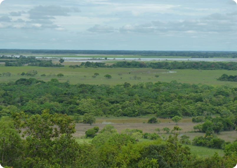 llanura con cumulo de árboles dispersos