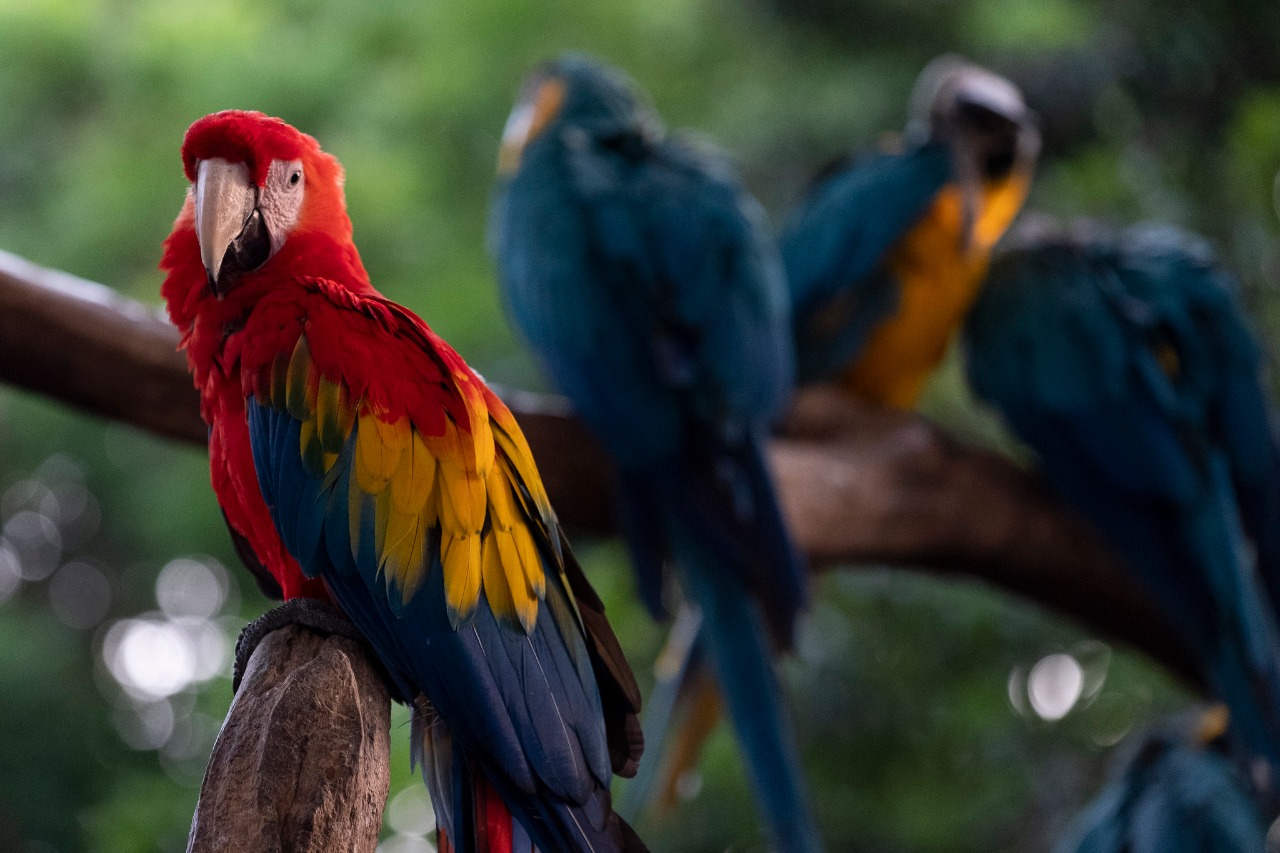 El Minambiente aprobó la Política Nacional de Protección y Bienestar Animal