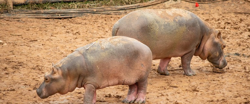 Reubican pareja de hipopótamos para el control y manejo de esta especie invasora