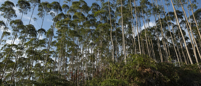 El acuerdo Cacao, Bosques y Paz cumple cuatro años apoyando la lucha contra la deforestación en el país El acuerdo Cacao, Bosques y Paz cumple cuatro años apoyando la lucha contra la deforestación en el país