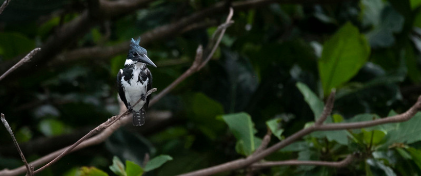 Colombia tiene 67.000 especies de fauna y flora registradas