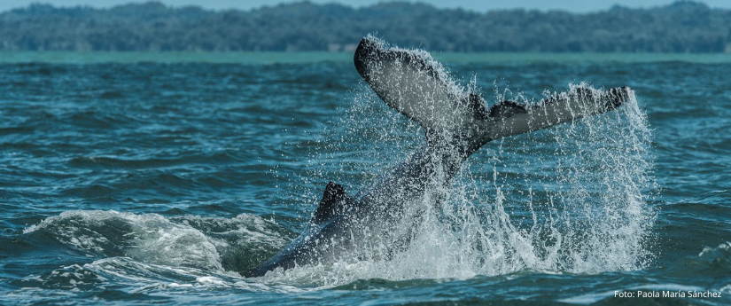 Hacer avistamiento responsable de especies, el llamado del Minambiente