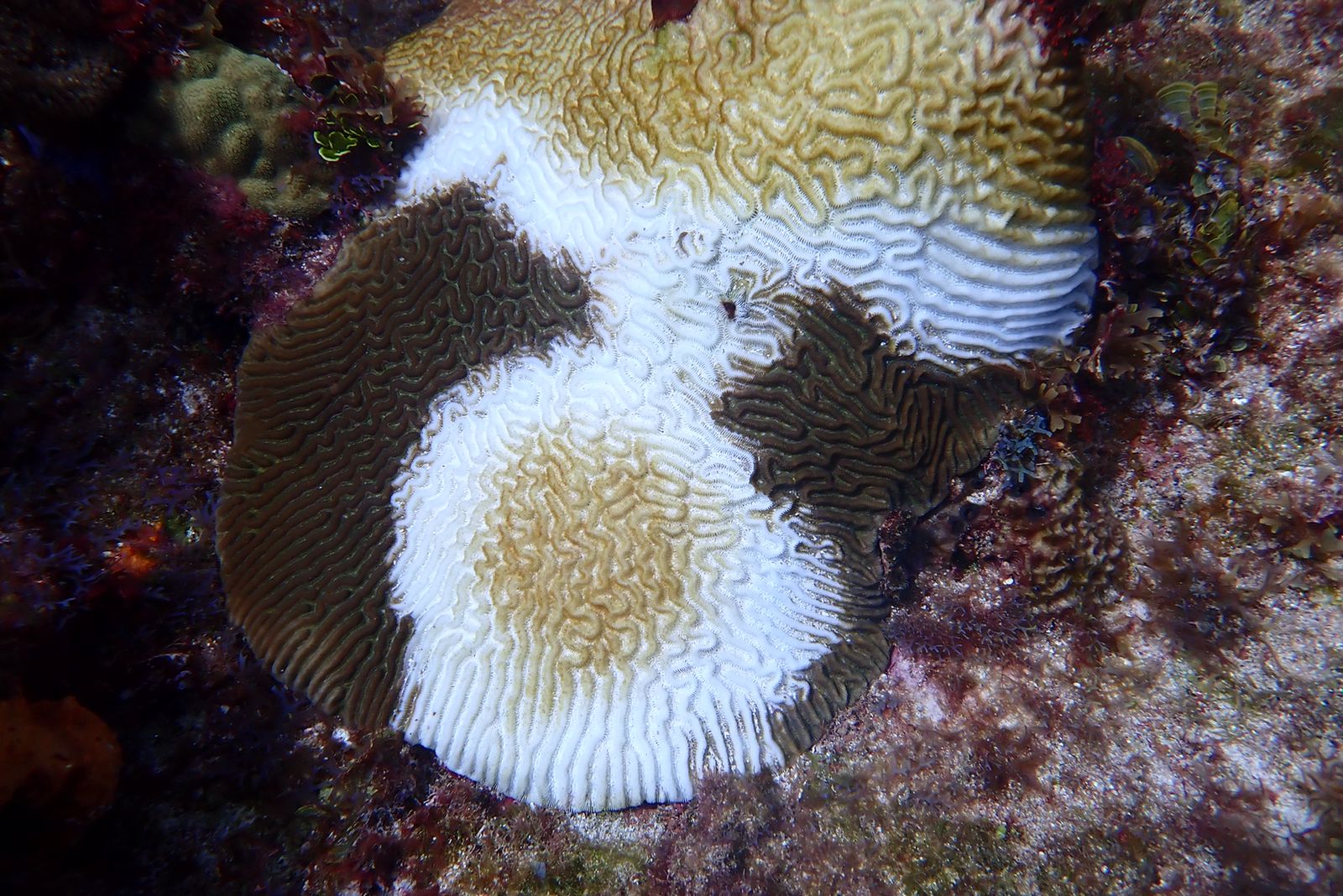 Para hacerle frente a enfermedad coralina con alta propagación Minambiente emite lineamientos