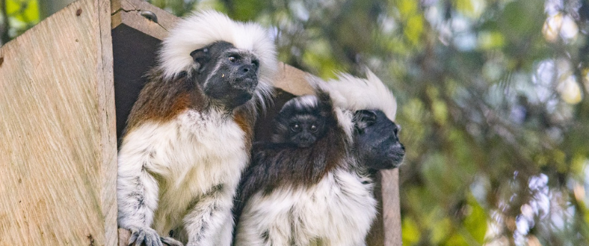 Cada hora en el país son liberados en promedio 2 animales de fauna silvestre Cada hora en el país son liberados en promedio 2 animales de fauna silvestre