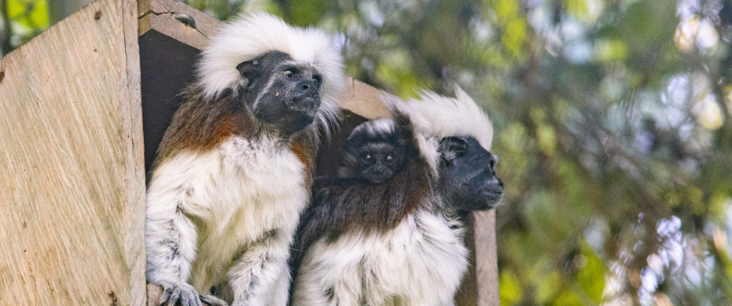 Cada hora en el país son liberados en promedio 2 animales de fauna silvestre