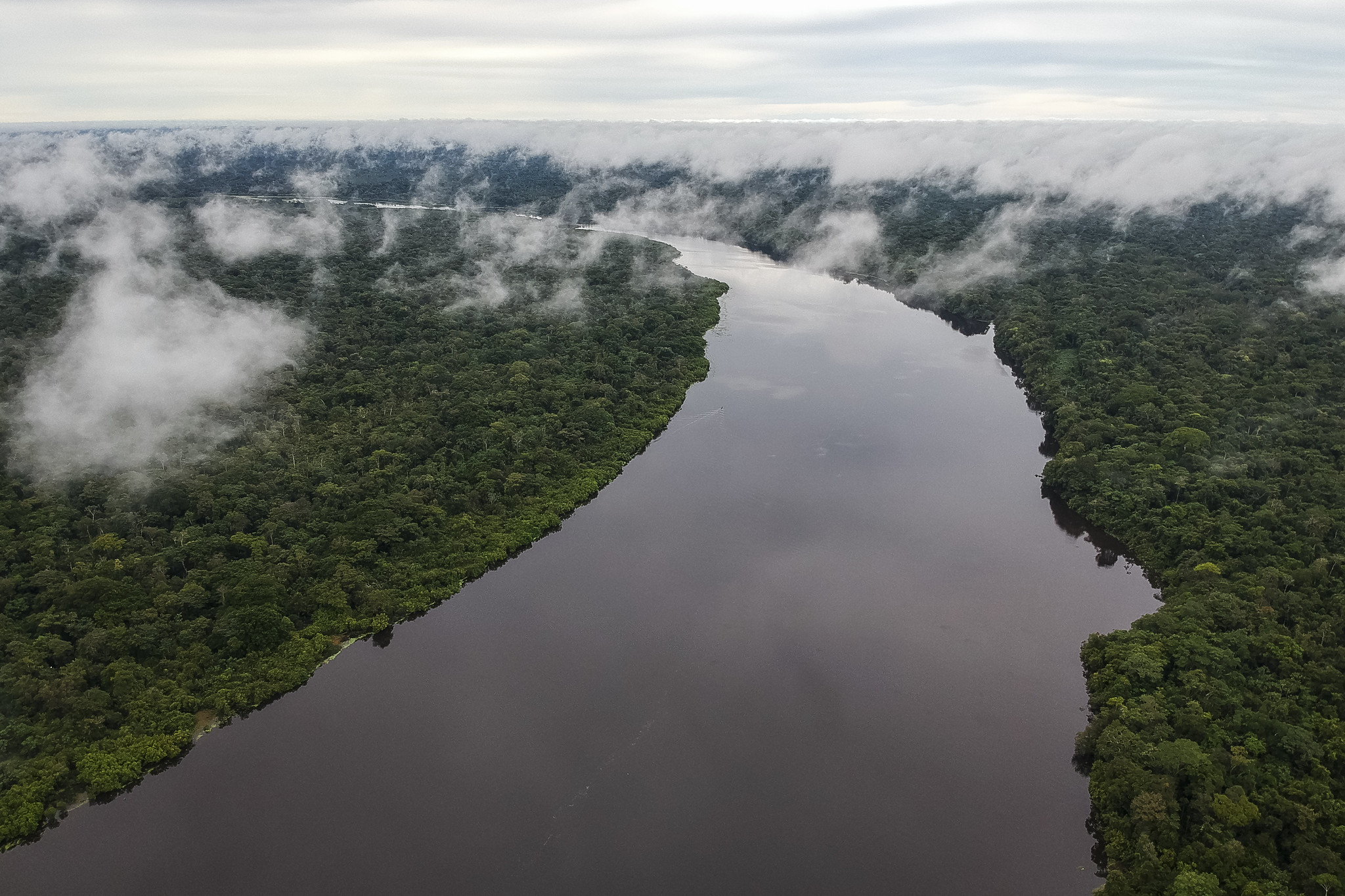 Salvar la selva amazónica, Prioridad del Gobierno del Cambio