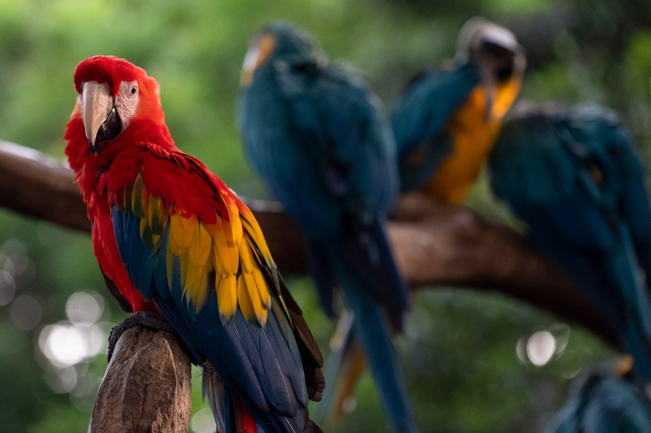 Minambiente y DICAR hacen vehemente llamado a la protección de fauna silvestre en festividades Minambiente y DICAR hacen vehemente llamado a la protección de fauna silvestre en festividades