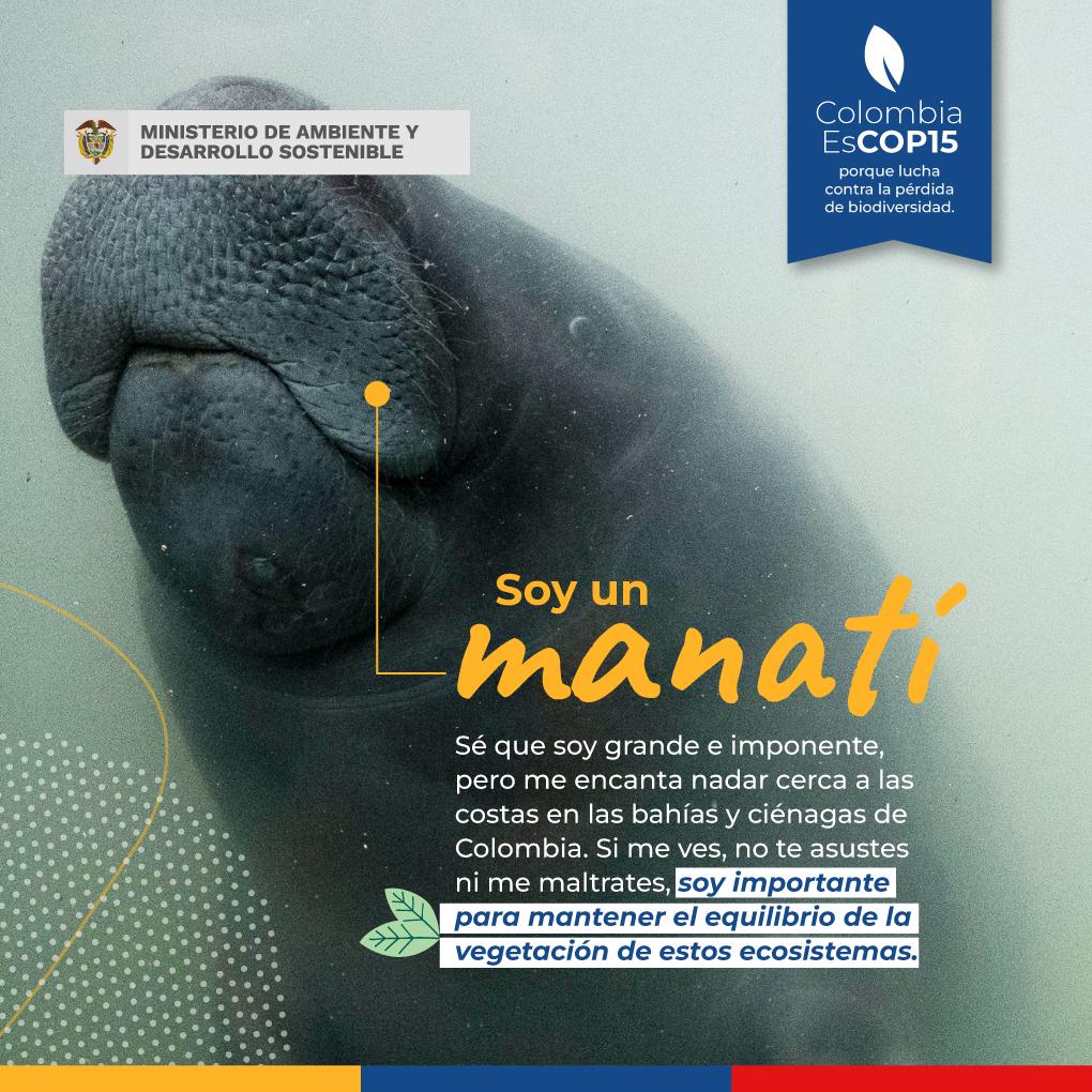 WhatsApp Image 2022-12-13 at 3.33.15 PM manatí bajo el agua