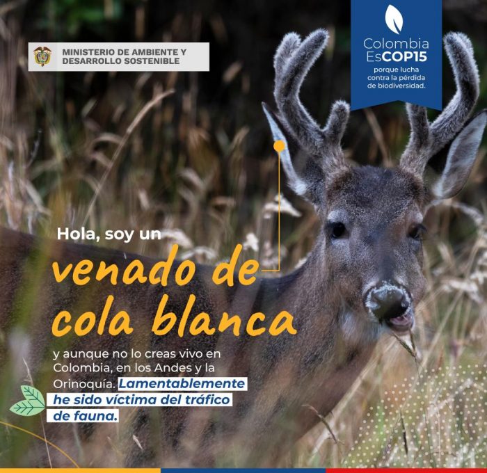 WhatsApp Image 2022-12-13 at 3.33.24 PM (1) venado de cola blanca