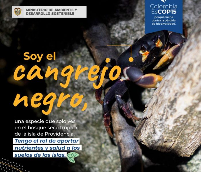 WhatsApp Image 2022-12-13 at 3.33.24 PM cangrejo negro