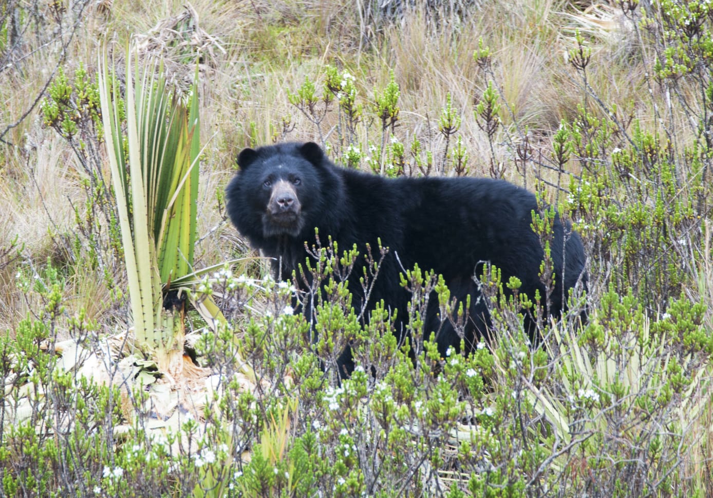 Las 10 especies silvestres emblemáticas más amenazadas en Colombia