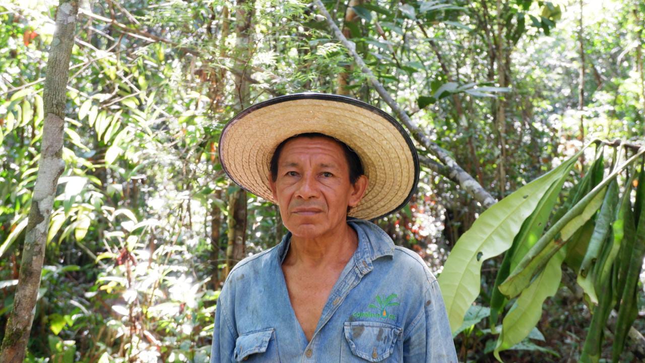 Comunidades indígenas de Vaupés sembraron 43.000 árboles nativos