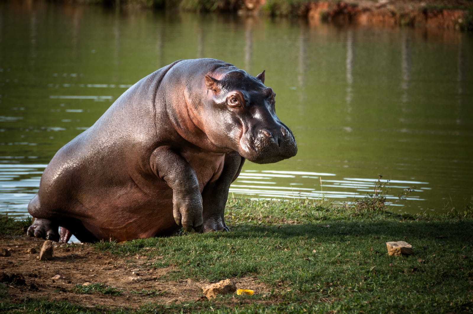 Estudio para proponer acciones sobre el manejo de los hipopótamos en Colombia Estudio para proponer acciones sobre el manejo de los hipopótamos en Colombia