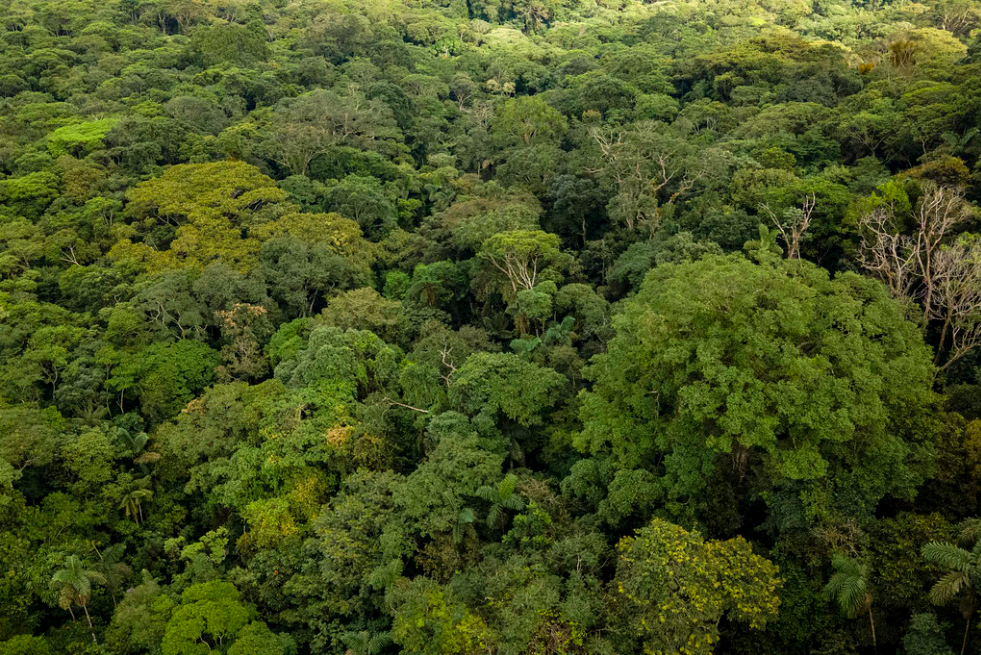 Gobierno Nacional crea grupo de análisis financiero para detectar capitales que financian la deforestación en Colombia