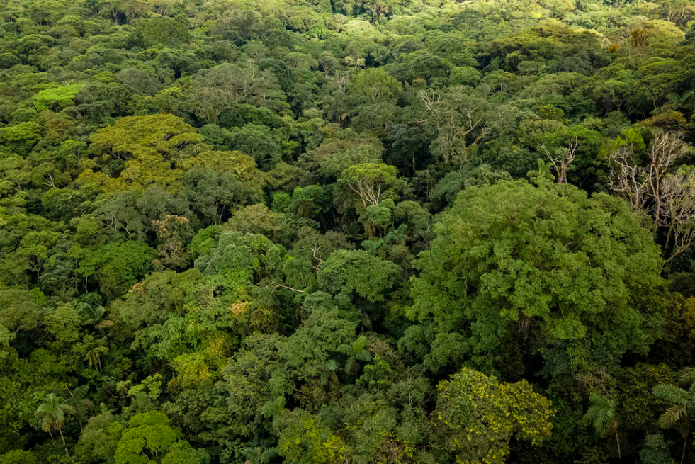 Gobierno Nacional crea grupo de análisis financiero para detectar capitales que financian la deforestación en Colombia Gobierno Nacional crea grupo de análisis financiero para detectar capitales que financian la deforestación en Colombia