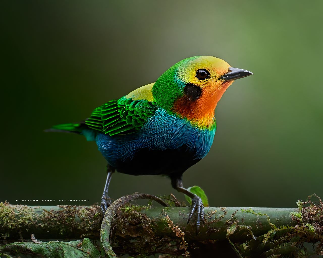 Colombia cuenta con una nueva Estrategia Nacional para la Conservación de las Aves Colombia cuenta con una nueva Estrategia Nacional para la Conservación de las Aves