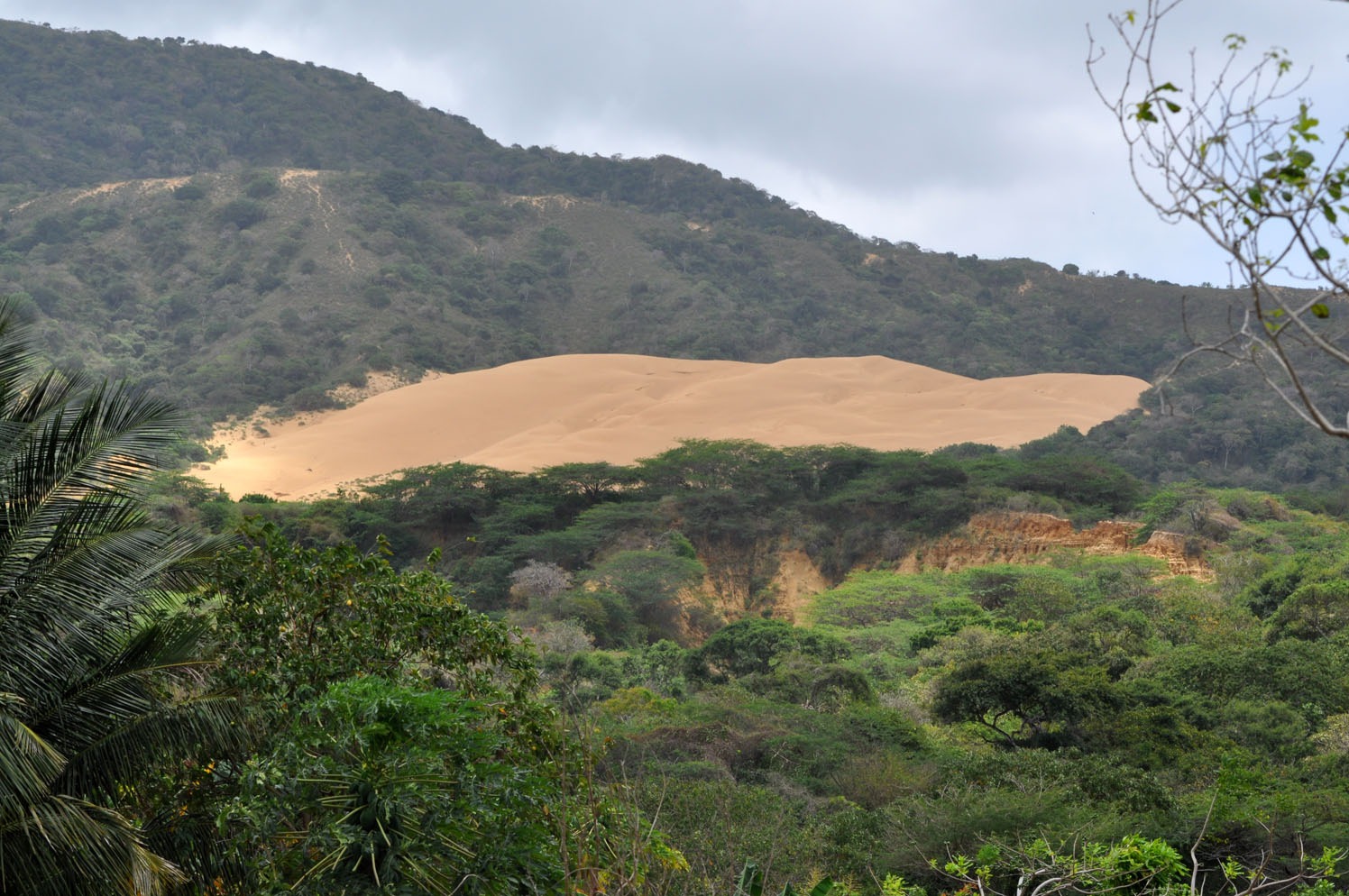 Minambiente anuncia más de 24 mil hectáreas restauradas y protegidas en parques nacionales con las comunidades étnicas de la Guajira Minambiente anuncia más de 24 mil hectáreas restauradas y protegidas en parques nacionales con las comunidades étnicas de la Guajira