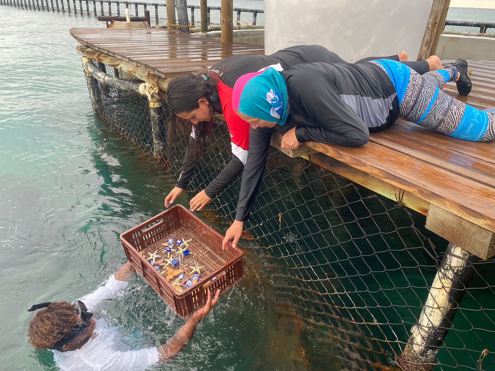 Corales son trasplantados para restaurar arrecifes en Isla Grande Corales son trasplantados para restaurar arrecifes en Isla Grande
