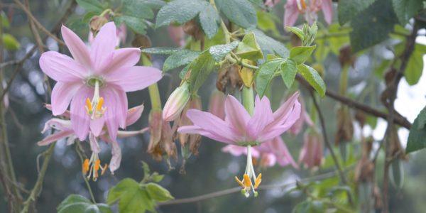 20230420-RDHTorcaGuaymaral-Passiflora_tripartita_Leidy Vallejo