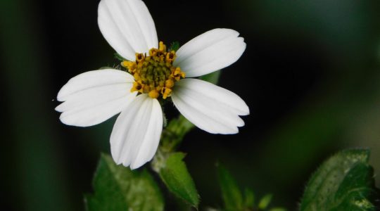 20230427-RDHBurro-Bidens_sp._Sandra Sierra