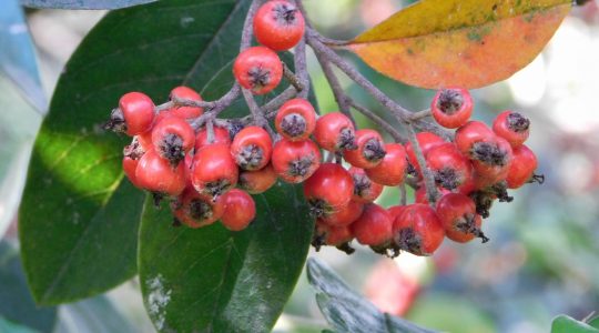 20230427-RDHBurro-Cotoneaster_pannosus-fruto_Sandra Sierra