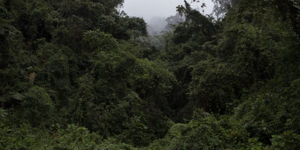 bosque