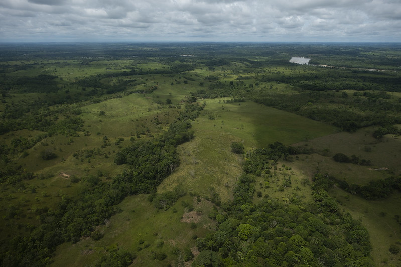 El 13 % de la deforestación anual del país está vinculada a cultivos de uso ilícito El 13 % de la deforestación anual del país está vinculada a cultivos de uso ilícito