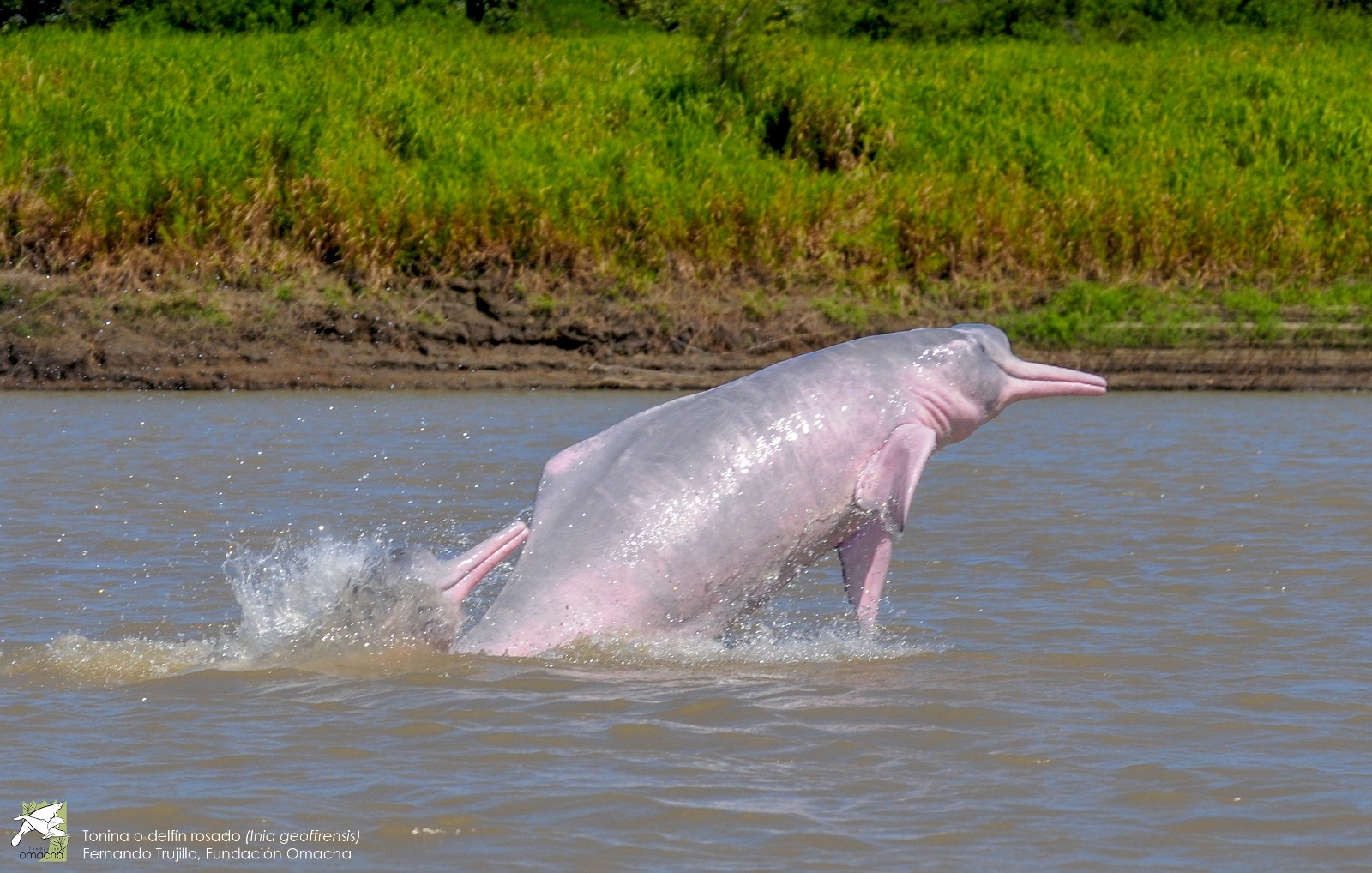 Colombia acogerá llamado global para conservar los delfines de río