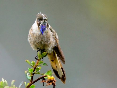 aves emblemáticas_2