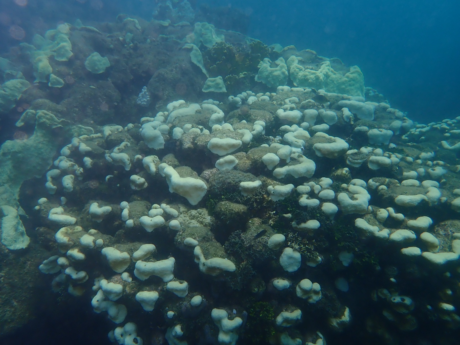 Entre el 70% y el 80% de los arrecifes coralinos del país han presentado blanqueamiento, alerta Minambiente