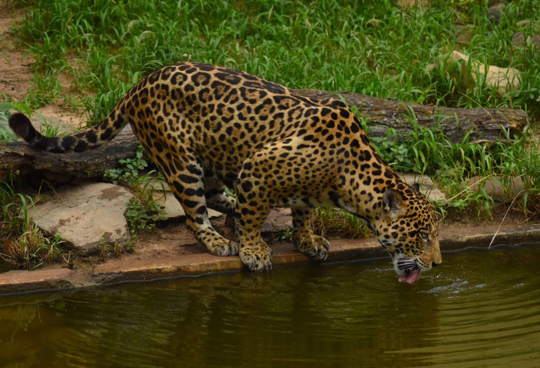 Minambiente expide lineamientos para protección del jaguar en el país