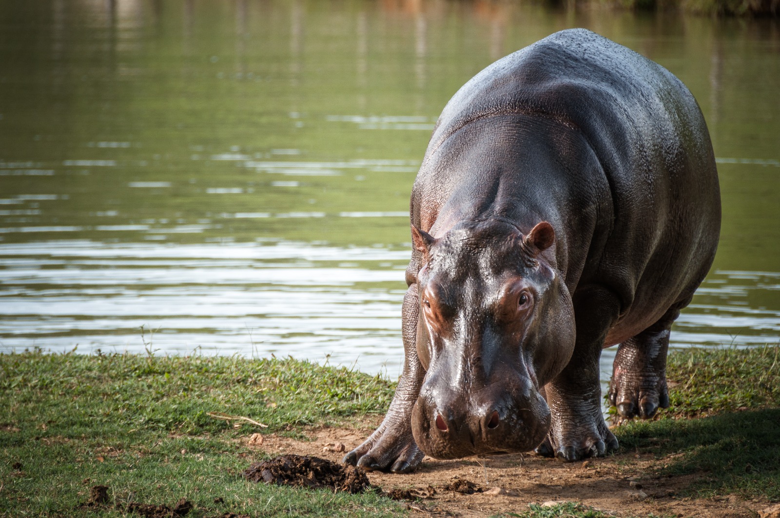 Inicia fase de esterilización del plan de manejo para controlar hipopótamos en Colombia