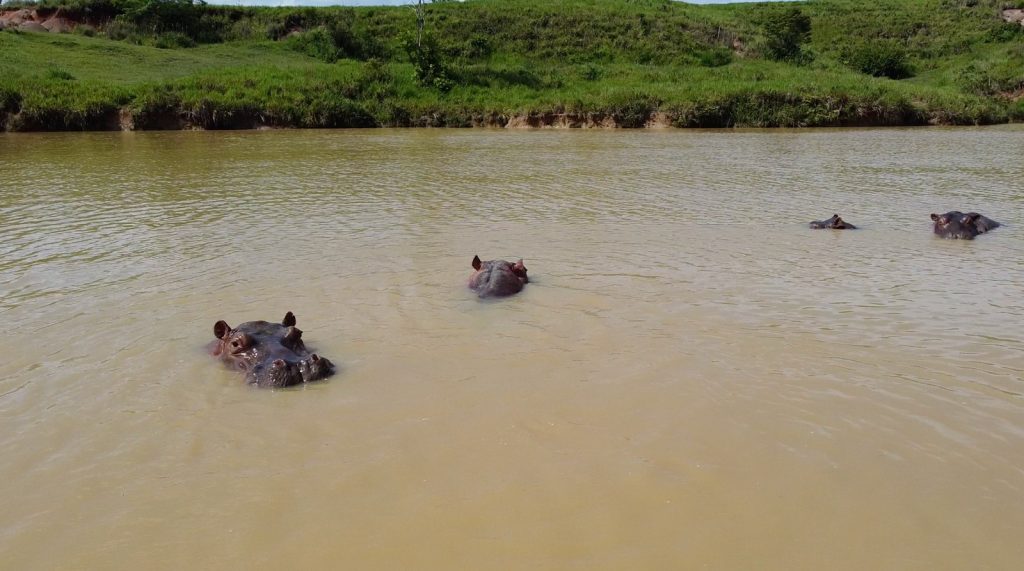 ONG podrán presentar propuestas para esterilización quirúrgica de hipopótamos