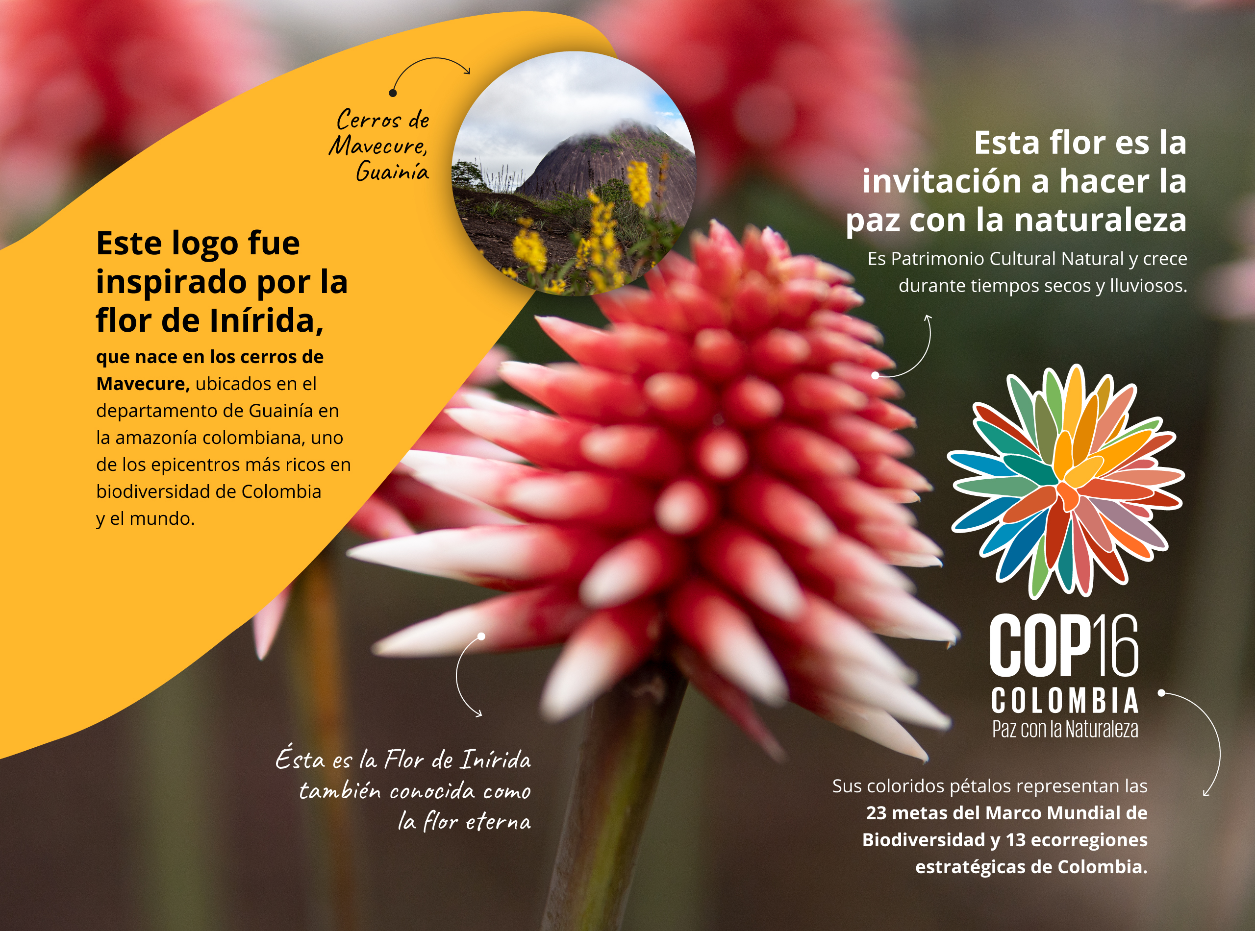 INFOGRAFIA_COP16