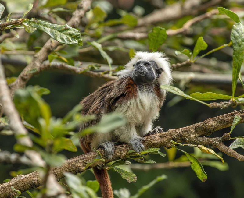 Colombia cuenta con un nuevo listado de especies silvestres amenazadas Colombia cuenta con un nuevo listado de especies silvestres amenazadas