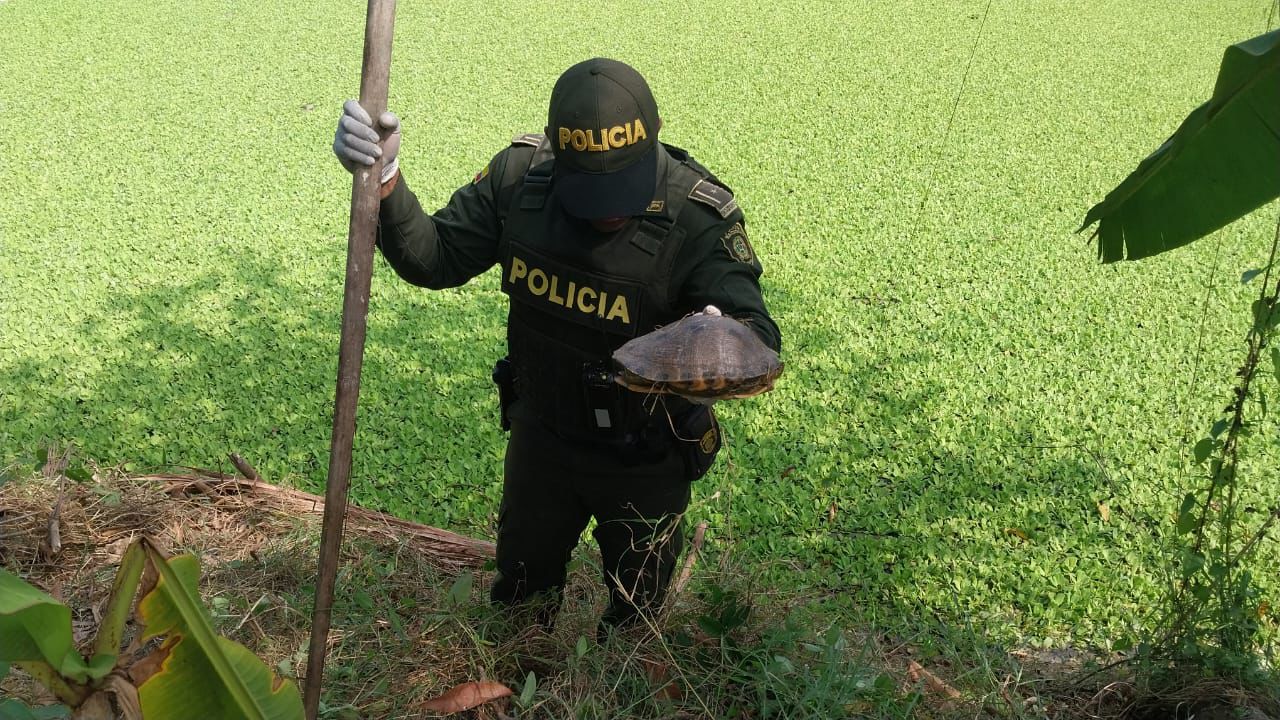 MinAmbiente y Policía se unen para combatir tráfico de fauna en Semana Santa