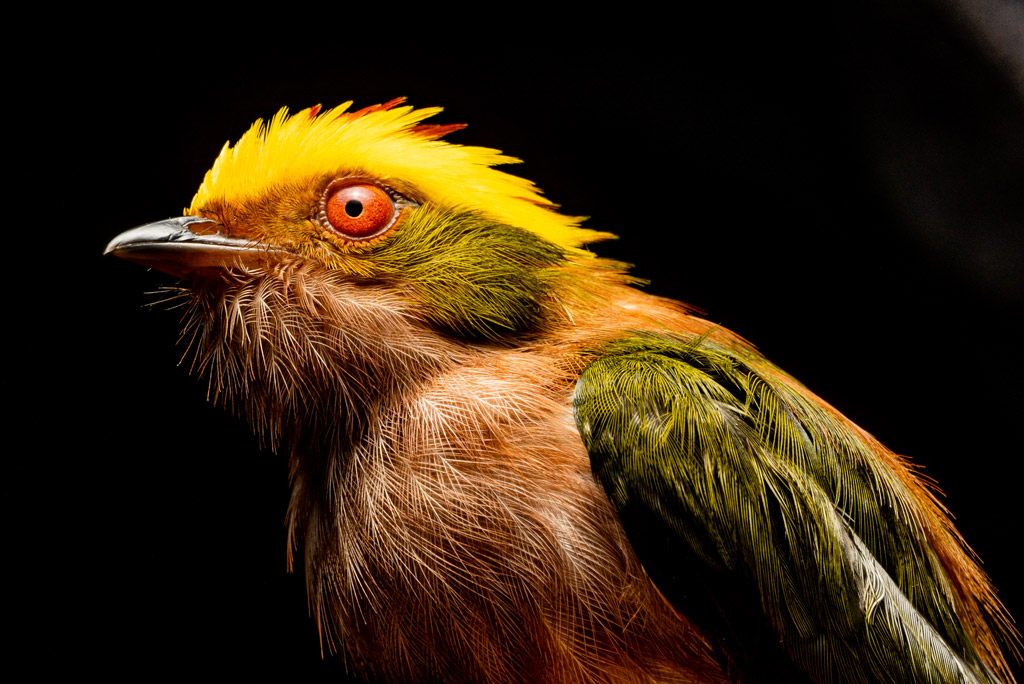 Conoce cinco especies que pintan de colores la Amazonía colombiana Conoce cinco especies que pintan de colores la Amazonía colombiana