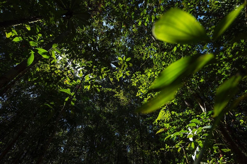 MinAmbiente administrará el RENARE MinAmbiente administrará el RENARE