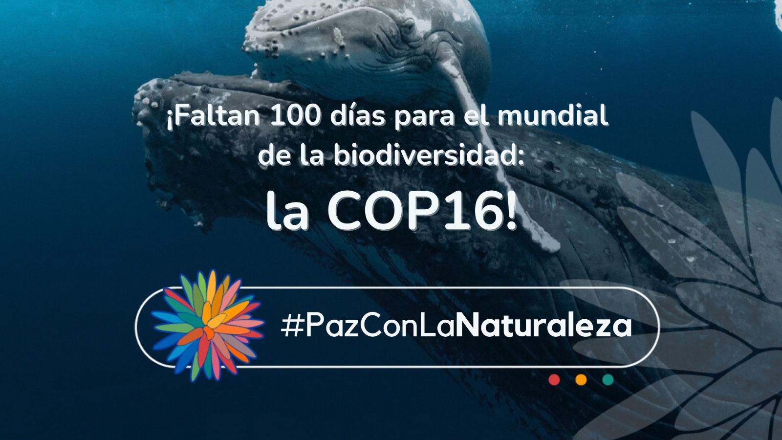 COP16: A 100 días de la cumbre mundial sobre biodiversidad en Colombia