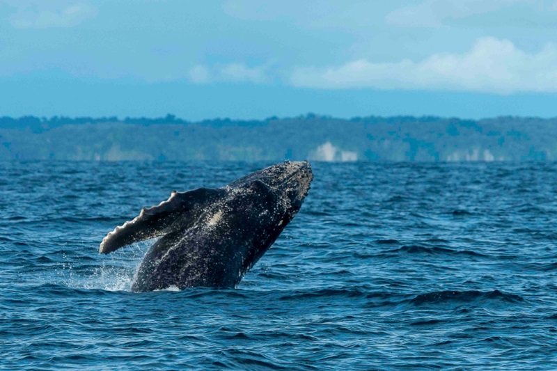 Buenas prácticas para el avistamiento responsable de ballenas en Colombia Buenas prácticas para el avistamiento responsable de ballenas en Colombia
