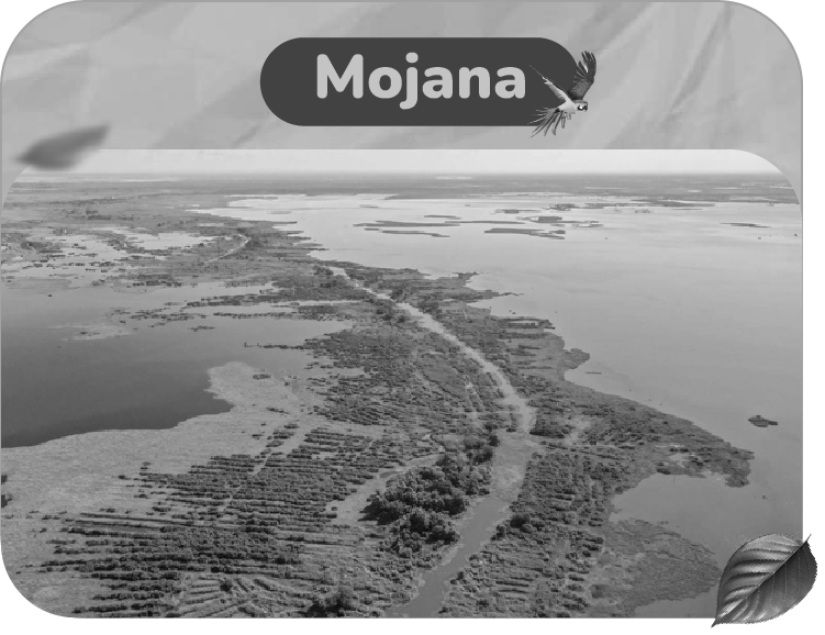 Mojana