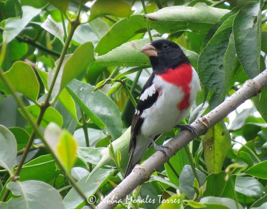Sin visa ni pasaporte: más de 200 especies de aves eligen a Colombia como su refugio Sin visa ni pasaporte: más de 200 especies de aves eligen a Colombia como su refugio