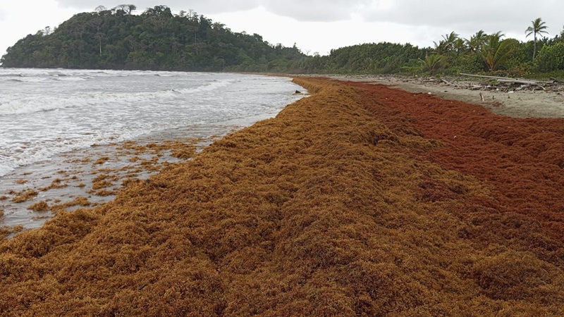 Alerta ambiental en Chocó: llegada masiva de sargazo amenaza ecosistemas y comunidades Alerta ambiental en Chocó: llegada masiva de sargazo amenaza ecosistemas y comunidades