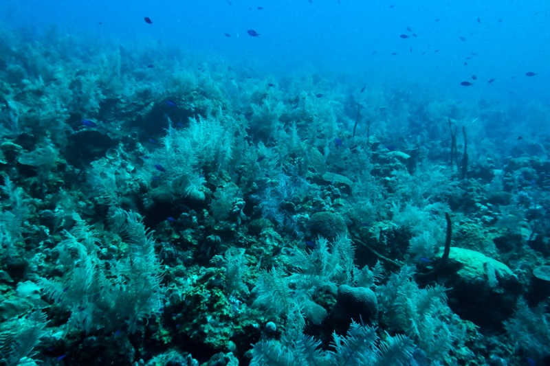 Arrecifes, hogar del 25% de la biodiversidad marina y escudo natural en nuestras costas