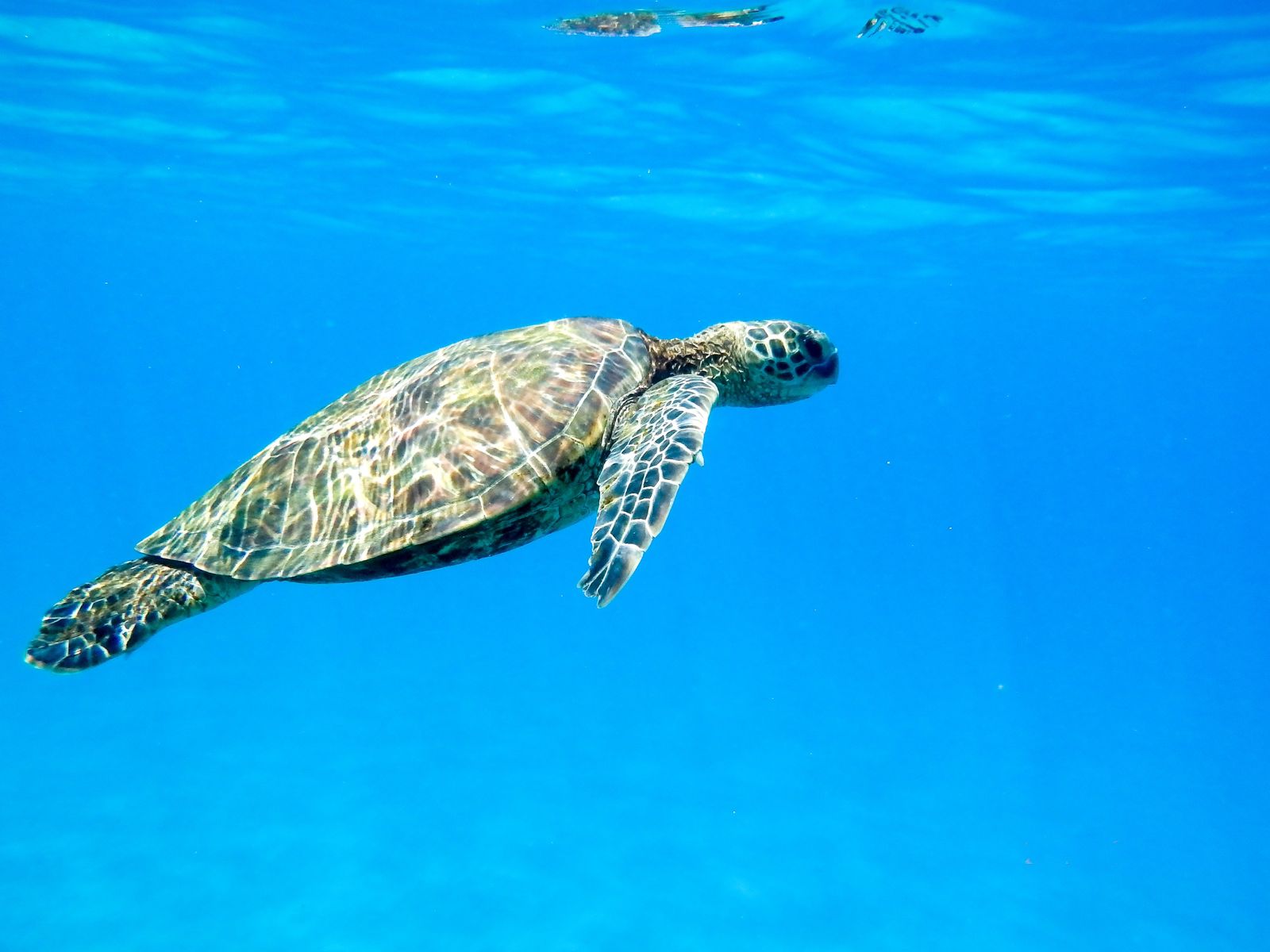 Minambiente hace un llamado a proteger a las tortugas marinas, patrimonio vivo del mar colombiano