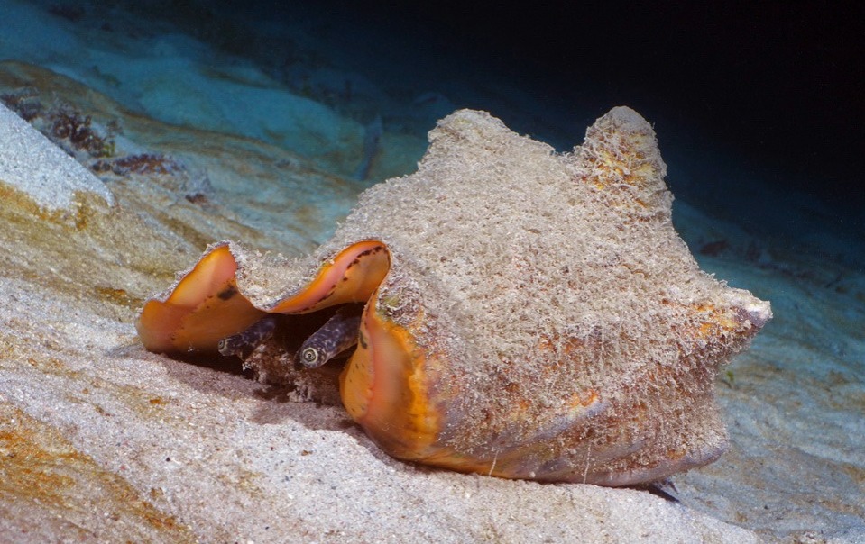 Inicia veda de caracol pala en el Archipiélago de San Andrés Inicia veda de caracol pala en el Archipiélago de San Andrés
